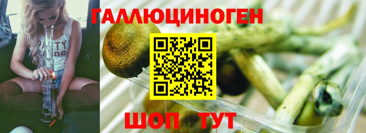 Усть-Джегута  что такое   Псилоцибиновые грибы GOLDEN TEACHER  Вход с VPN  Галлюциногенные грибы Cubensis 